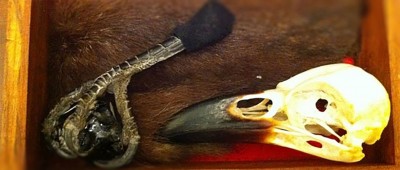 Animal Spirits: Shapeshifting, familiars, companions.